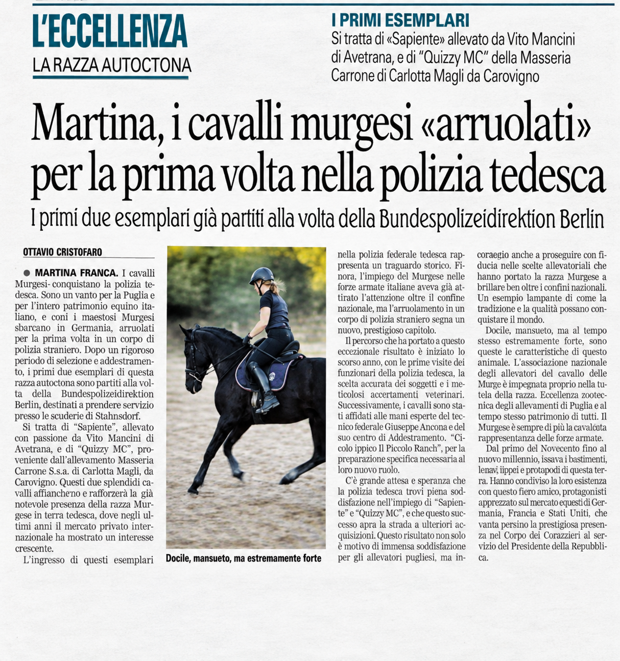 Ritaglio di giornale sui primi cavalli Murgesi destinati alla polizia tedesca, tra cui Sapiente allevato da Vito Mancini